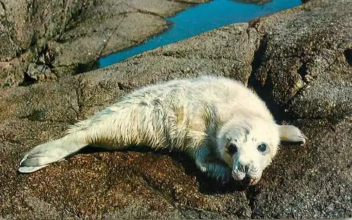 England Scilly baby seal on the Western Rocks photo