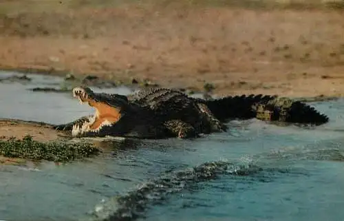 Nile crocodile photo
