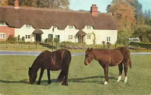 New Forest Ponies photo