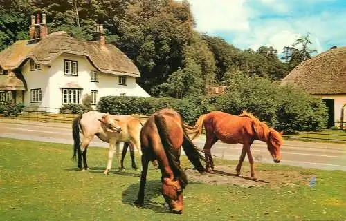 New Forest Ponies