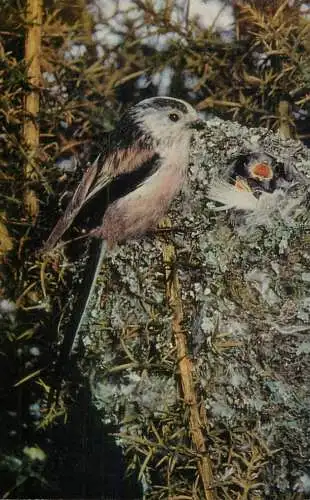 Long tailed Tit bird