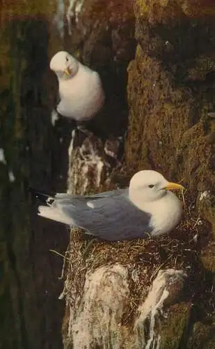 Kittiwake birds