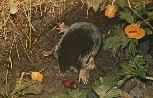 Mole image