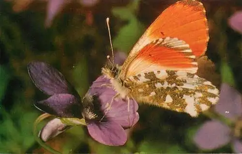 Orange-tip butterfly