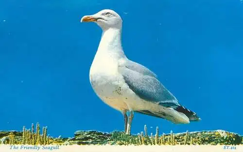 Seagull bird