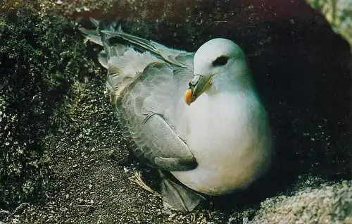 The Fulmar bird which nests in Scilly