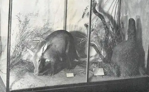 England Exeter Royal Albert Memorial Museum Aard-Vark African Ant eater