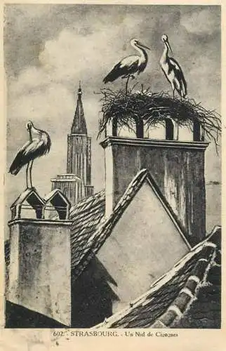 France Strasbourg storks at the nest