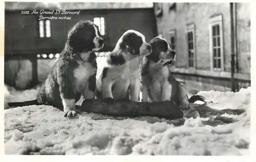Saint Bernard dog puppies