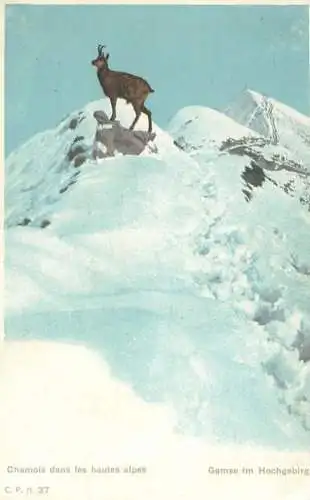Chamois dans les hautes des alpes