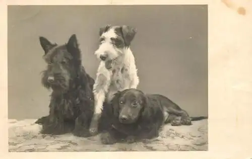 Dogs types photo