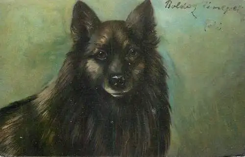 German Spitz dog illustration