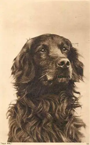 Old Pal Irish Setter Dog breed photo