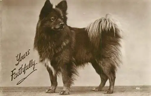 Man's best Friend Yours Faithfully Dog photo