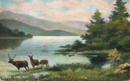 Deer at Loch Lomond