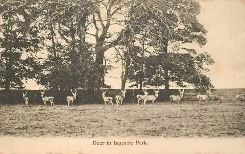 Deer in Ingestre Park
