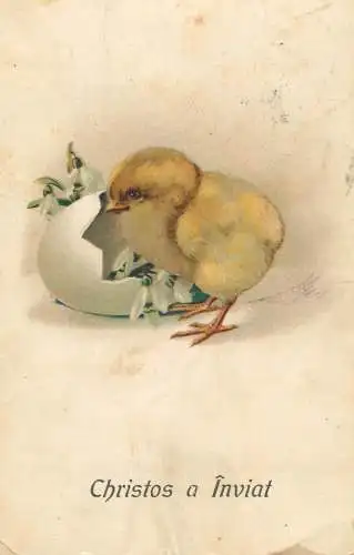 Easter greeting chicken, eggshell illustration