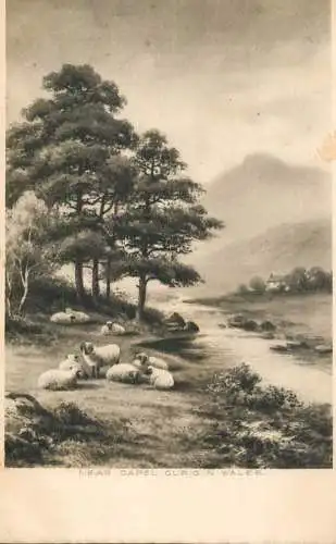 United Kingdom Wales near capel Curig sheeps