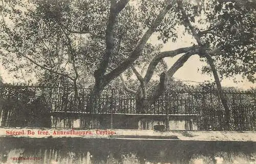 Sri Lanka (Ceylon) Anuradhapura Sacred Bo tree