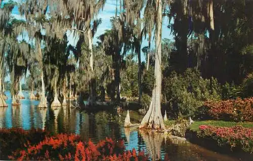United States FL Cypress trees Lake Eloise