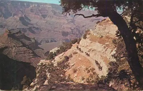 United States AZ Grand Canyon famous mule train  1968