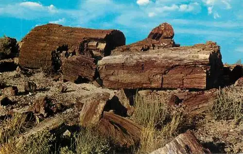 United States AZ Petrified logs in forest