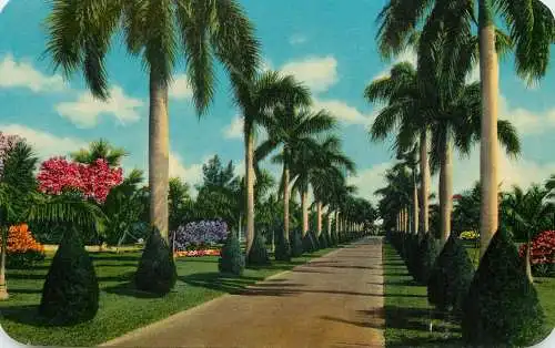 United States FL Florida Australian Pines stately palms