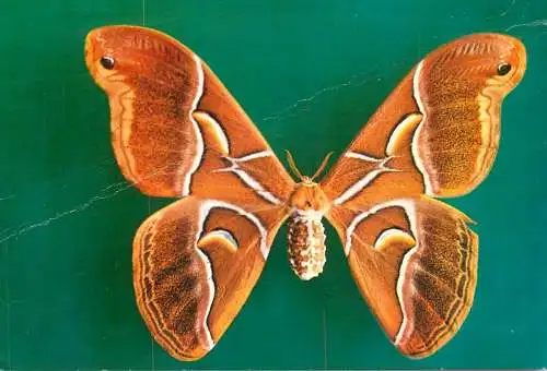 Romania Sibiu Muzeul de Istorie Naturala Samia canningi (Familia Saturnidae)