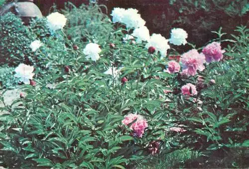 Aspect floral din gradina detaliu