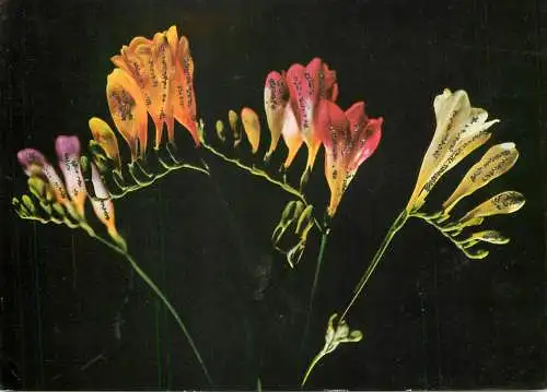 Colourful floral arrangement