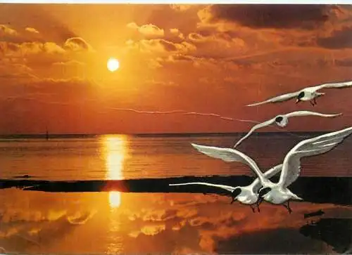 Spain Mallorca seagulls & picturesque sunset view