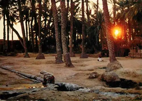 Tunisia Crepuscule dans la palmeraie