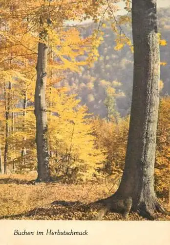 Autumn colours forest picturesque scenery detail view