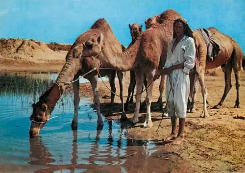 Tunisia Djerba man watering the camels