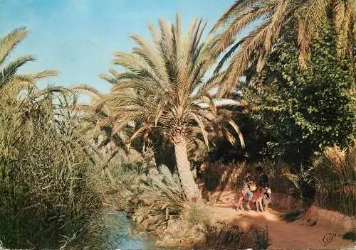 Tunisia Gabes Oasis