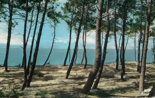 France Cote Atlantique les pins maritimes