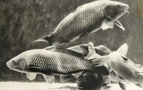 Romania Constanta Acvarilul Cyprinus carpio