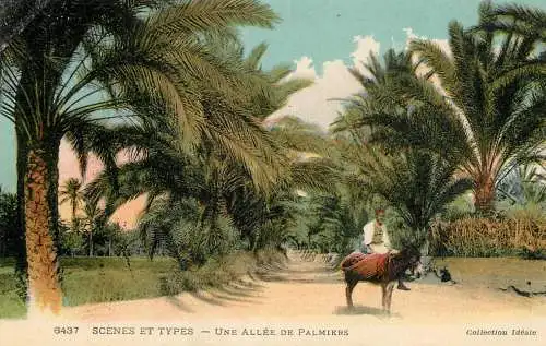 Algeria scenes et types une allee de Palmiers