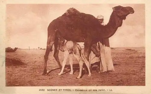 Africa scenes et types chamelle et son petit