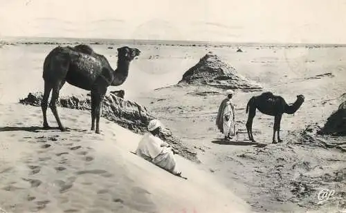 Tunisia oasys scene and bedouins paysage saharien au desert camel