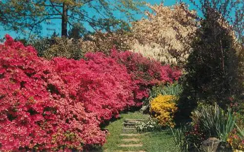 USA Edison NJ azaleas garden view