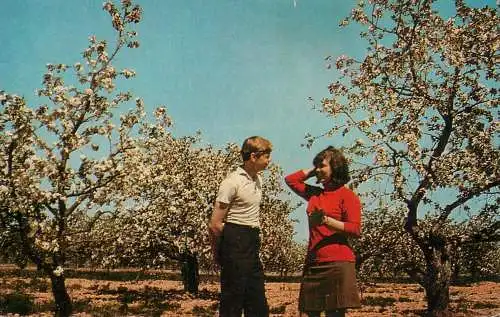 URSS postcard young man and woman in the orchard place to identify
