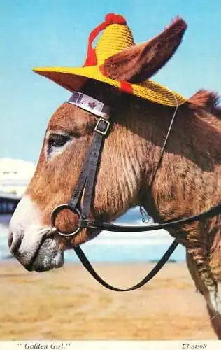 Funny animals "Golden Girl" horse with hat