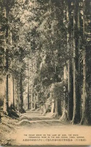 Japan Nara Hakone cedar grove on the lake of Ashi