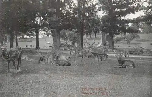 Japan zoological garden Nara Kasuga deer