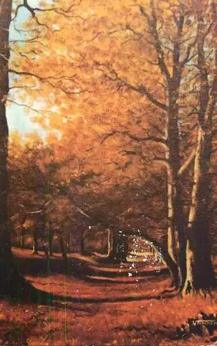 United Kingdom England Sherwood forest autumn beeches