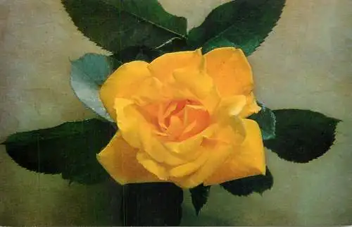 United Kingdom flower postcard