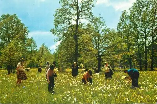 Romania Poiana Narciselor
