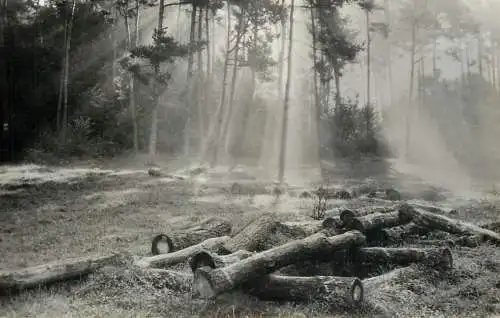 Hungary forest scene