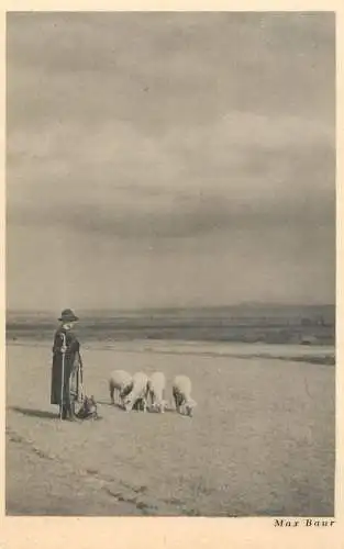 Germany Max Baur sheep on the beach
